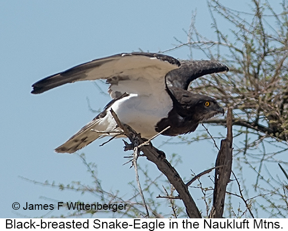 Black-breasted Snake-Eagle - © James F Wittenberger and Exotic Birding LLC