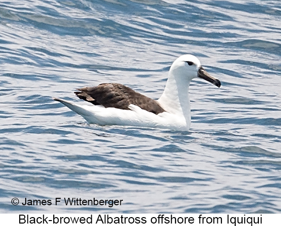 Black-browed Albatross - © James F Wittenberger and Exotic Birding LLC