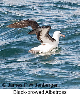 Black-browed Albatross - © James F Wittenberger and Exotic Birding LLC