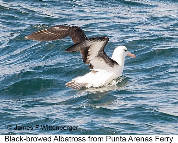 Black-browed Albatross - © James F Wittenberger and Exotic Birding LLC