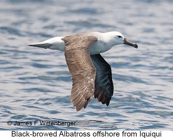 Black-browed Albatross - © James F Wittenberger and Exotic Birding LLC