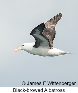 Black-browed Albatross - © James F Wittenberger and Exotic Birding LLC