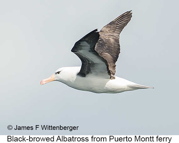 Black-browed Albatross - © James F Wittenberger and Exotic Birding LLC