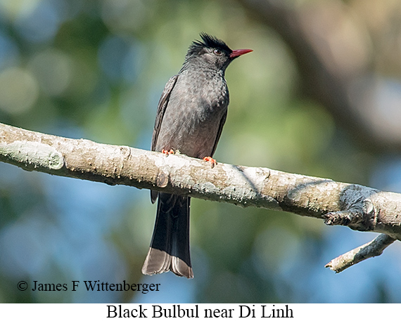 Black Bulbul - © James F Wittenberger and Exotic Birding LLC