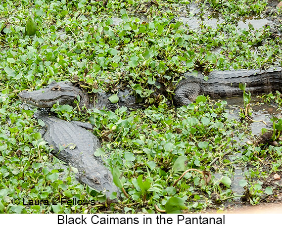 Black Caiman - © James F Wittenberger and Exotic Birding LLC
