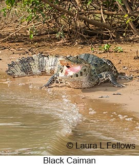 Black Caiman - © Laura L Fellows and Exotic Birding LLC