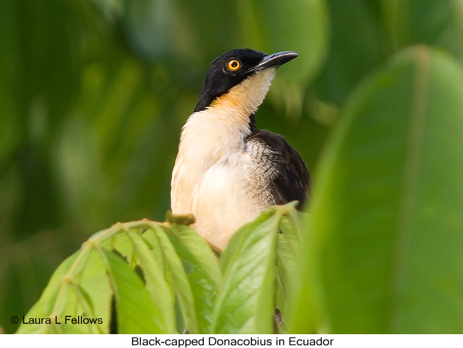 Black-capped Donacobius - &copy; Laura L Fellows and Exotic Birding Tours
