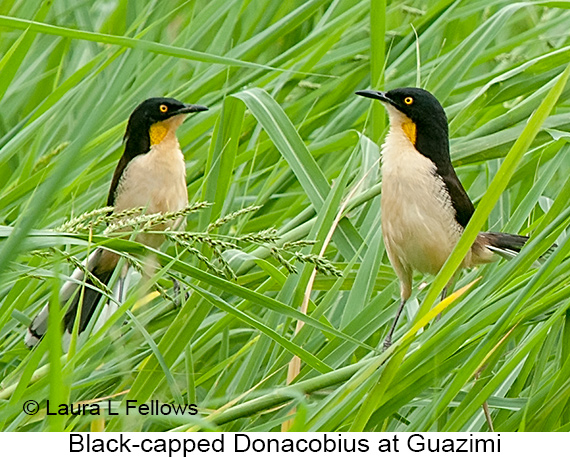 Black-capped Donacobius - © James F Wittenberger and Exotic Birding LLC