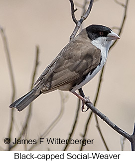 Black-capped Social-Weaver - © James F Wittenberger and Exotic Birding LLC