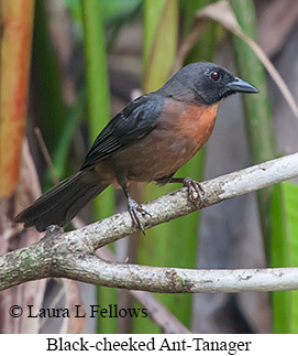 Black-cheeked Ant-Tanager - © Laura L Fellows and Exotic Birding LLC