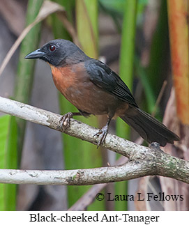 Black-cheeked Ant-Tanager - © Laura L Fellows and Exotic Birding LLC