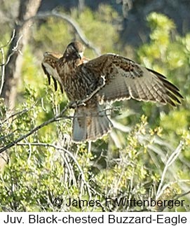 Black-chested Buzzard-Eagle - © James F Wittenberger and Exotic Birding LLC