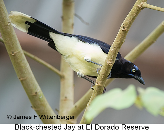 Black-chested Jay - © James F Wittenberger and Exotic Birding LLC