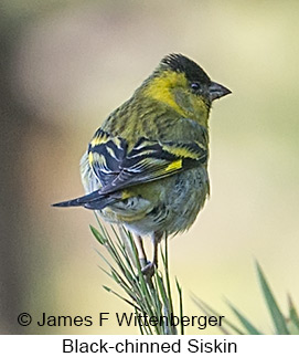 Black-chinned Siskin - © James F Wittenberger and Exotic Birding LLC