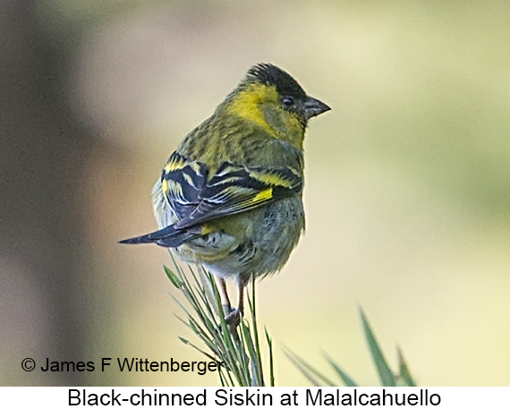 Black-chinned Siskin - © James F Wittenberger and Exotic Birding LLC