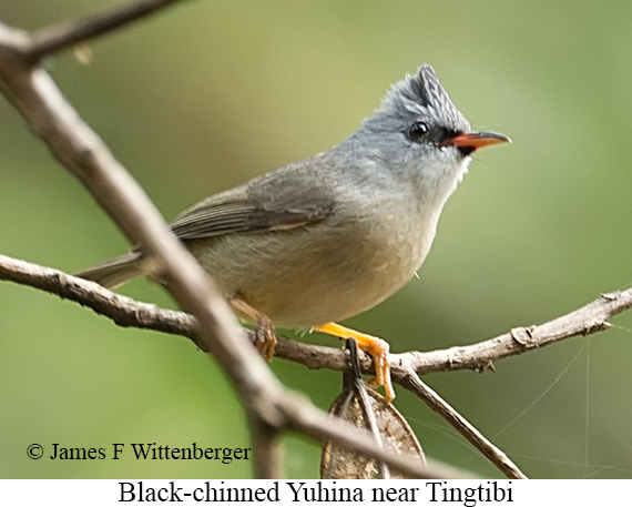 Black-chinned Yuhina - © James F Wittenberger and Exotic Birding LLC