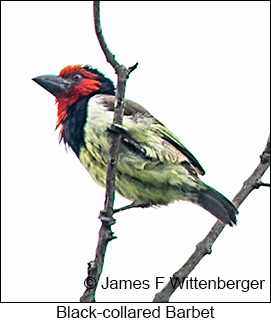 Black-collared Barbet - © James F Wittenberger and Exotic Birding LLC