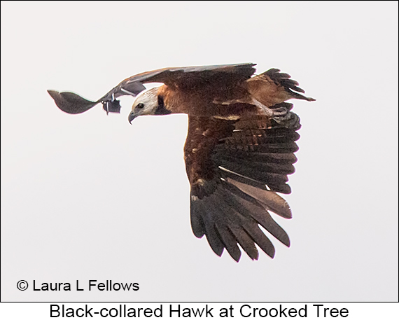 Black-collared Hawk - © James F Wittenberger and Exotic Birding LLC