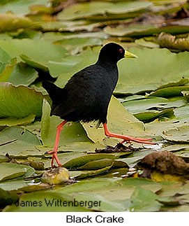 Black Crake - © James F Wittenberger and Exotic Birding LLC