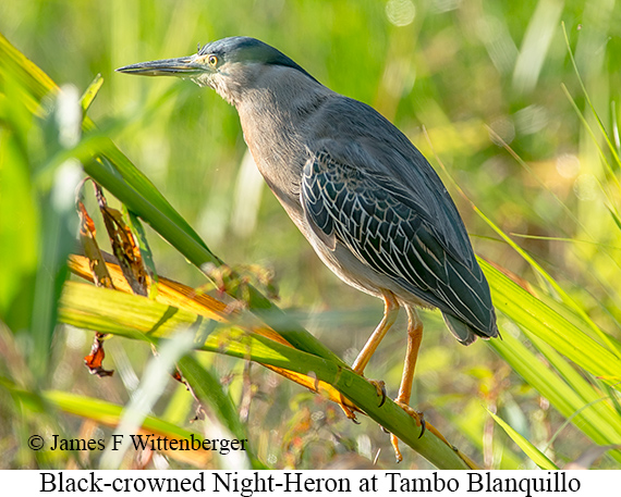 Black-crowned Night-Heron - © James F Wittenberger and Exotic Birding LLC
