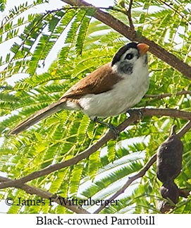 Black-crowned Parrotbill - © James F Wittenberger and Exotic Birding LLC