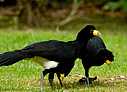 Black Curassow - © James F Wittenberger and Exotic Birding LLC