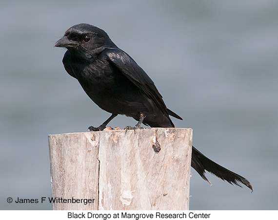 Black Drongo - © James F Wittenberger and Exotic Birding LLC