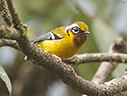 Black-eared Shrike-Babbler - © James F Wittenberger and Exotic Birding LLC