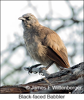 Black-faced Babbler - © James F Wittenberger and Exotic Birding LLC