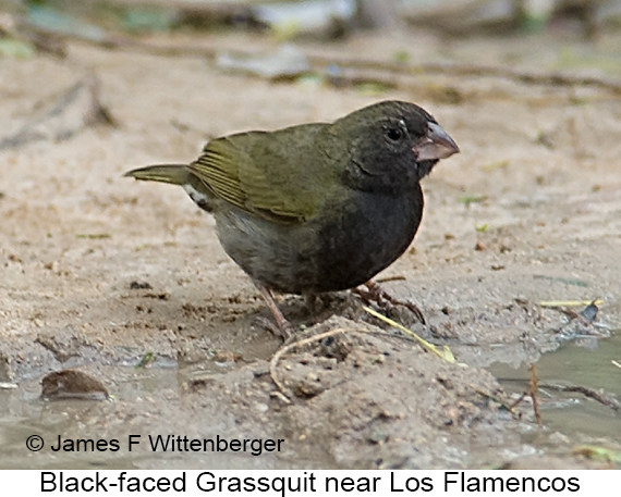 Black-faced Grassquit - © James F Wittenberger and Exotic Birding LLC