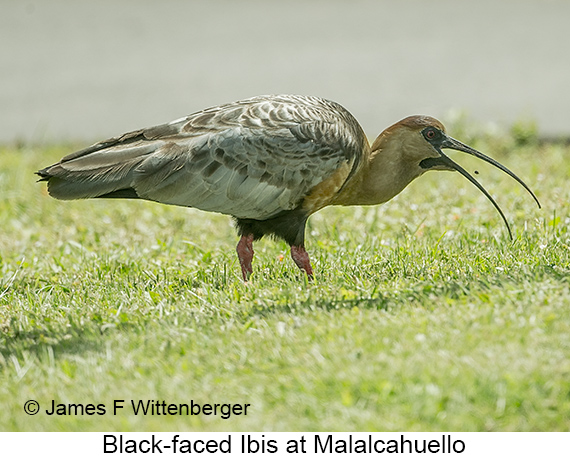 Black-faced Ibis - © James F Wittenberger and Exotic Birding LLC