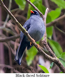 Black-faced Solitaire - © Laura L Fellows and Exotic Birding LLC