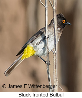 Black-fronted Bulbul - © James F Wittenberger and Exotic Birding LLC
