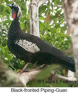 Black-fronted Piping-Guan - © Laura L Fellows and Exotic Birding LLC