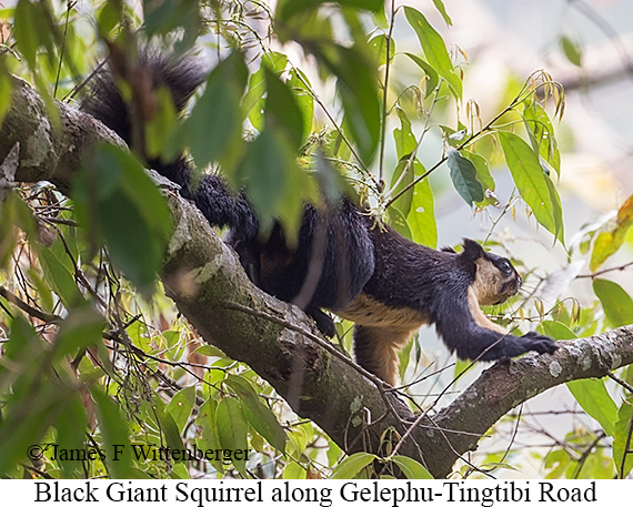 Black Giant Squirrel - © James F Wittenberger and Exotic Birding LLC