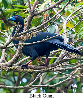 Black Guan - © Laura L Fellows and Exotic Birding LLC
