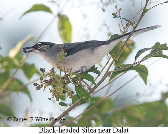 Black-headed Sibia - © James F Wittenberger and Exotic Birding LLC