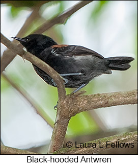 Black-hooded Antwren - © Laura L Fellows and Exotic Birding LLC