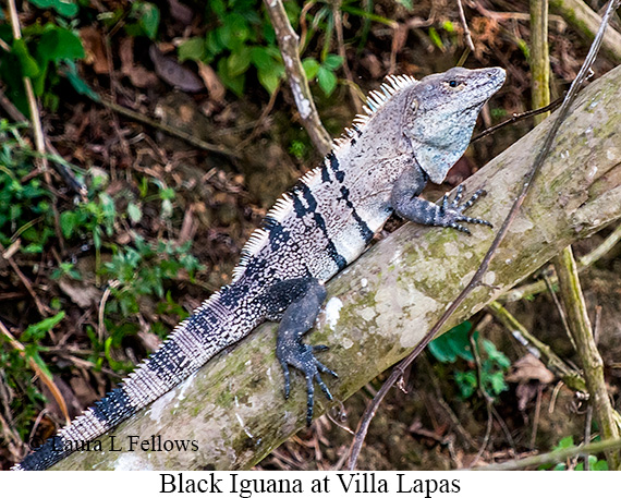 Black Iguana - © James F Wittenberger and Exotic Birding LLC