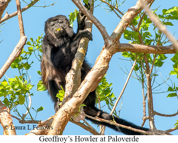 Black-mantled Howler Monkey - © Laura L Fellows and Exotic Birding LLC
