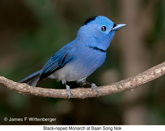 Black-naped Monarch - © James F Wittenberger and Exotic Birding LLC