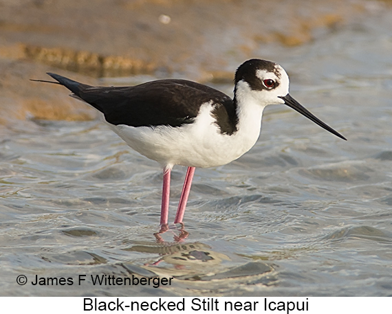 Black-necked Stilt - © James F Wittenberger and Exotic Birding LLC