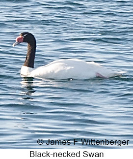 Black-necked Swan - © James F Wittenberger and Exotic Birding LLC