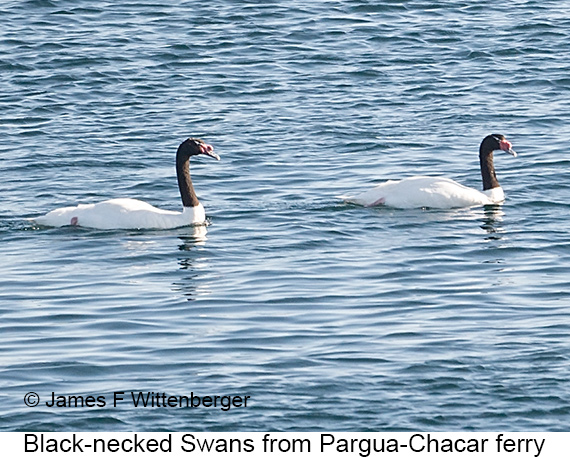 Black-necked Swan - © James F Wittenberger and Exotic Birding LLC