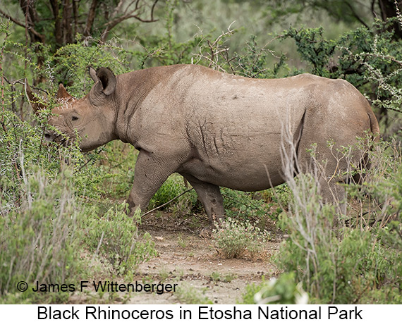 Black Rhinoceros - © James F Wittenberger and Exotic Birding LLC