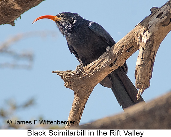 Black Scimitarbill - © James F Wittenberger and Exotic Birding LLC