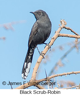 Black Scrub-Robin - © James F Wittenberger and Exotic Birding LLC