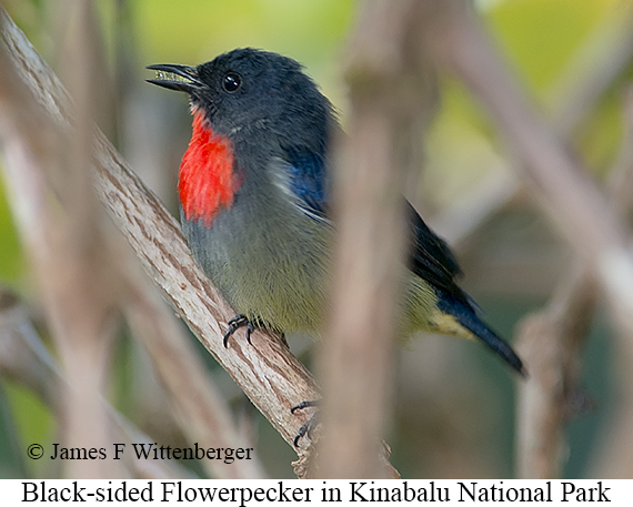 Black-sided Flowerpecker - © James F Wittenberger and Exotic Birding LLC