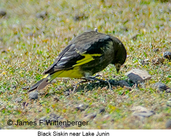 Black Siskin - © James F Wittenberger and Exotic Birding LLC
