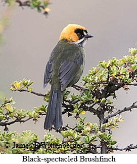 Black-spectacled Brushfinch - © James F Wittenberger and Exotic Birding LLC